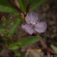Murdannia striatipetala Faden
